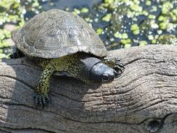 turtle on a log by the reservoir