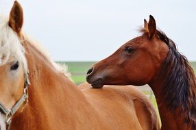 two farm horses in paddock