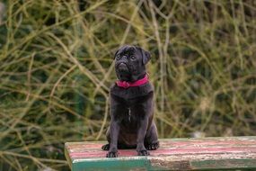 Black Pug sits on bench outdoor