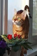Bangal cat on the window sill