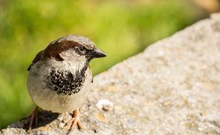 sparrow sitting on a stone wall close-up on blurred background