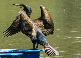 Cormorant near the water