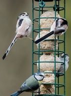 bird tit near bird feeders