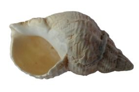 white shell found on the ocean floor