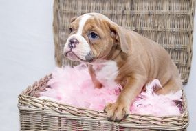 bulldog puppy in the basket