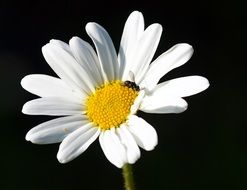 insect on a white daisy in nature
