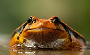 yellow-black frog in the pond