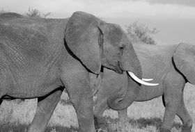 Black and white photo of the elephants