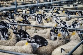 Lambs Market
