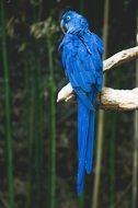 exotic blue parrot on branch