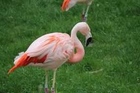 Pink flamingo in wildlife