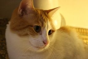 cat on the couch