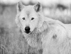 Black and white photo of the white wolf