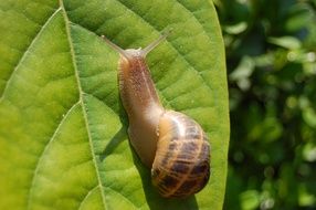 snail on green leaf close up