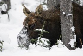 Moose in the Snow near the trees