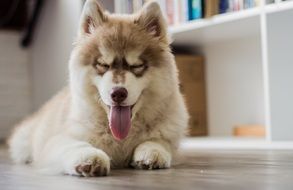 Smile Husky Dog