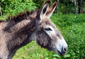 Donkey as a domestic animal