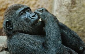 eating gorilla in the zoo