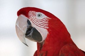 Winged Macaw Parrot, bird head close up