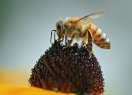 bee sitting on a camomile