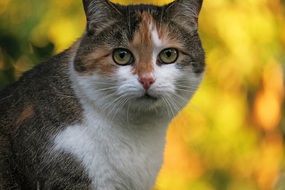 cat on a background of yellow trees
