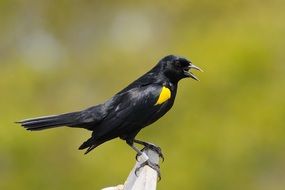 Shouldered Blackbird