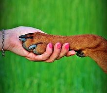 Friendship of the dog and the human