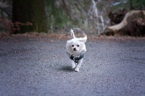 little white Sobchak running