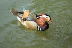 wild duck with multi-colored plumage on the water