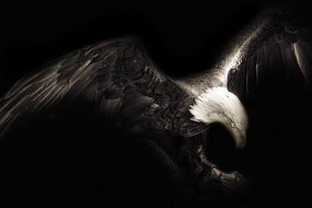 Colorful eagle in the dark