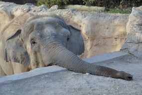 photo of the elephant in the zoo