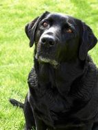 charming Dog Labrador