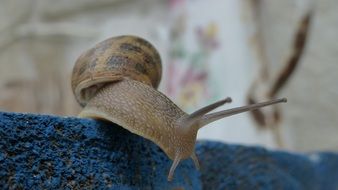 Snail Macro photo