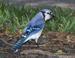 blue jay on the ground