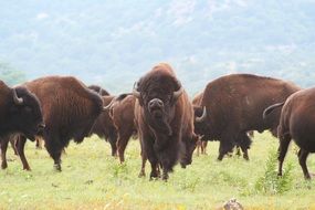 beautiful Oklahoma Bisons on the colorful lawn