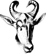 Africa Antelope Head drawing