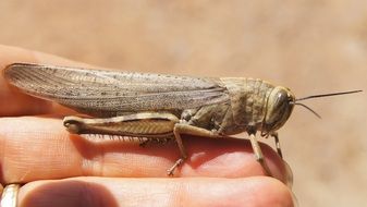 big gray grasshopper on hand