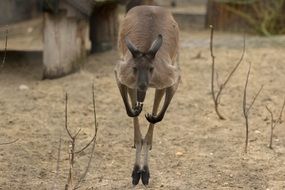 Exotic Australia Kangaroo