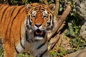 predatory and dangerous tiger with beautiful color fur in Munich