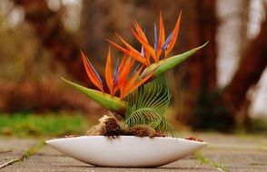 Bird of paradise in a flower pot