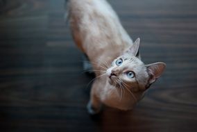 domestic cat looking up