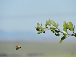 Bee Nature