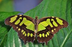 closeup photo of Dolls Butterfly