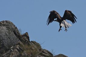 hunting bald eagle