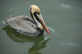 gray pelican is a marsh bird