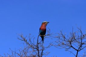 Wildlife Birds