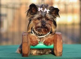 small cute Yorkshire Terrier portrait