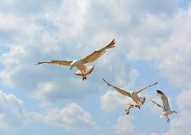 Seagulls in a flight