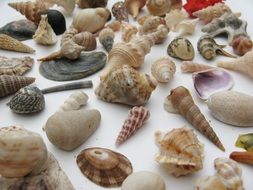 Mussels Marine shells