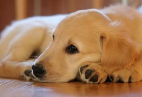 Golden Retriever Puppy Dog rests on floor